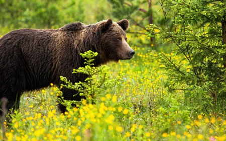 Slovakia calls for culling hundreds of bears