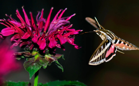 Where bees won't go: How flowers rely on cockroaches, bats and moths