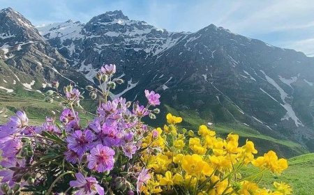 International Plant Health Day: A Call to Protect Life in the Face of Climate Change