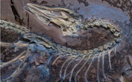 Feathered fossil provides clues about how earliest birds first took flight