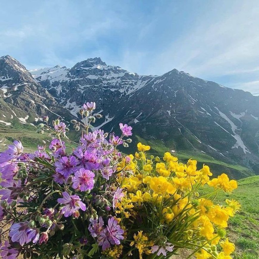 International Plant Health Day: A Call to Protect Life in the Face of Climate Change