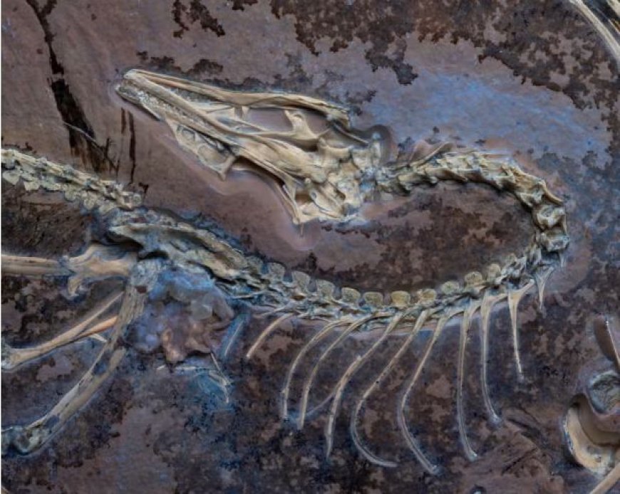 Feathered fossil provides clues about how earliest birds first took flight