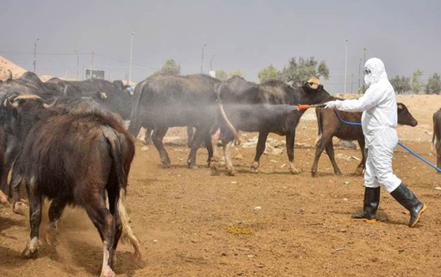 New Crimean-Congo fever case reported in Ranya