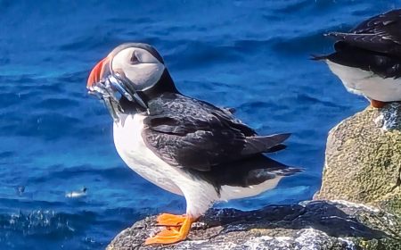 Pictures of Scotland: June 2025