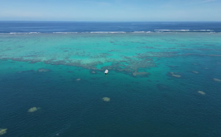 ‘Super corals’ and supplements: Inside the lab trying to save the Great Barrier Reef