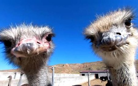 Kurdish farmer defies skeptics with successful ostrich farm