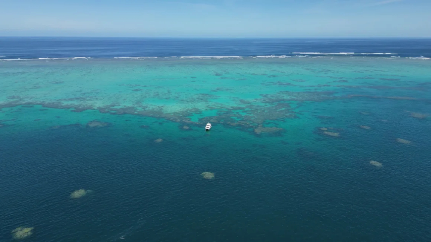 ‘Super corals’ and supplements: Inside the lab trying to save the Great Barrier Reef