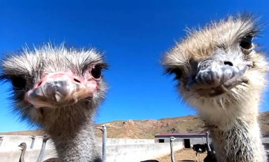 Kurdish farmer defies skeptics with successful ostrich farm