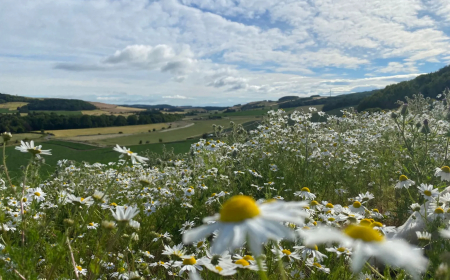 Pictures of Scotland: July 2025