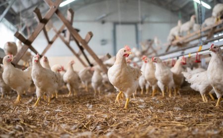 KRG Pushes to Reopen Iraq Market for Poultry Exports