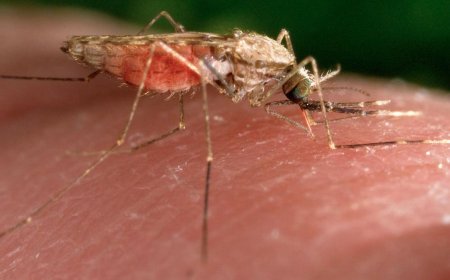 Malaria ‘back with a vengeance’ in Zimbabwe as number of deaths from the disease triple