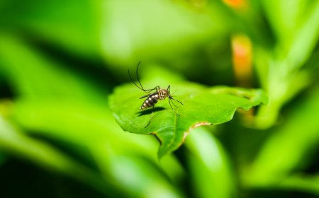 Chikungunya virus spreads to 119 countries, WHO warns