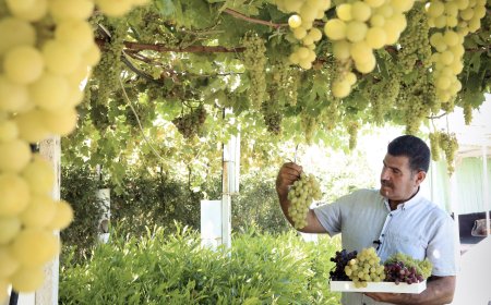 Sulaimani's Markets Thrive on Local Produce as KRG Agricultural Strategy Bears Fruit