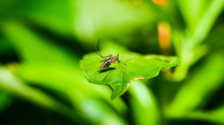 Chikungunya virus spreads to 119 countries, WHO warns