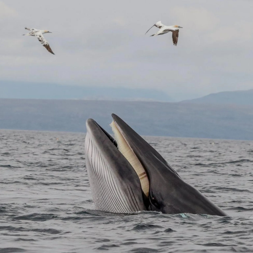 "This is a photo I took on a whale cruise from Gairloch," says Beth Markey. "The minke whales lunge fed for an impressive 45 minutes. One of the most moving experiences of my life, I was delighted to capture this photo."