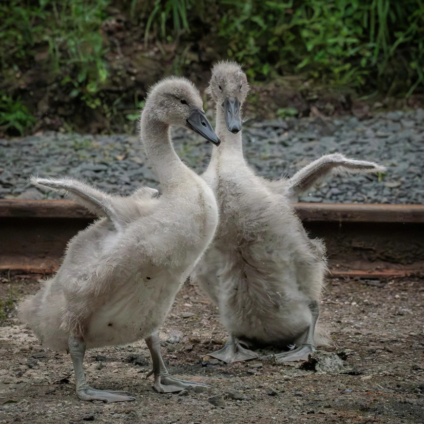 Cygneture moves: "Two six-week-olds local to me on the Forth and Clyde Canal, Kirkintilloch, testing out their wings," says David McCann.
