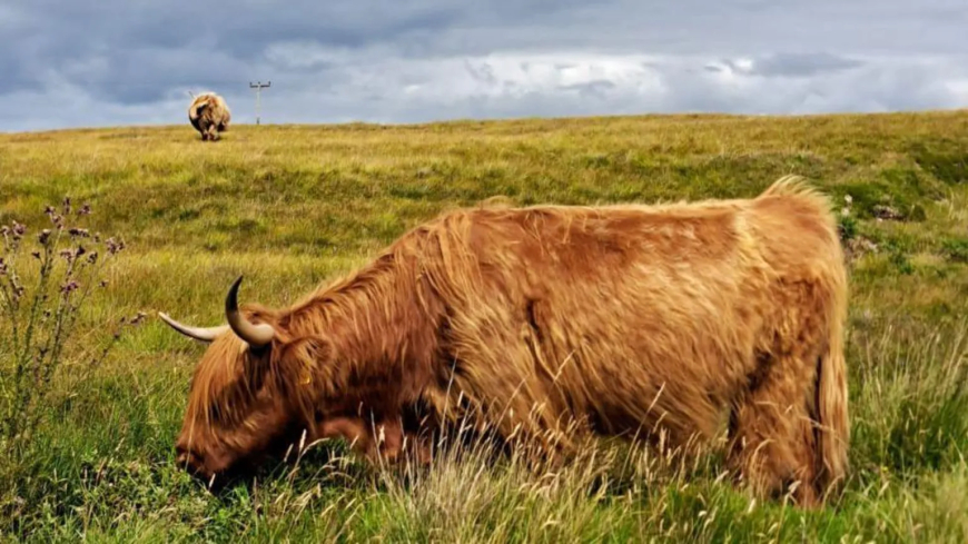 "Here's just a wee heilan coo near Duart Castle on Mull," says Charlotte Longmuir.