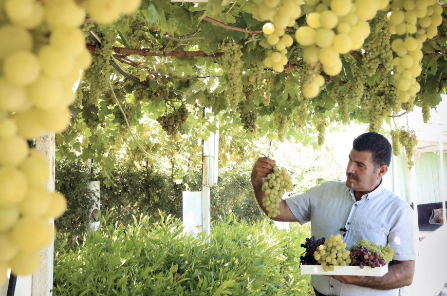 Sulaimani's Markets Thrive on Local Produce as KRG Agricultural Strategy Bears Fruit