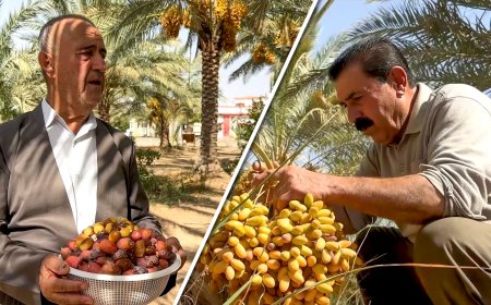 Garmiyan Dates Challenge Market Dominance with Superior Quality and Early Harvest