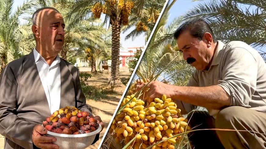 Garmiyan Dates Challenge Market Dominance with Superior Quality and Early Harvest