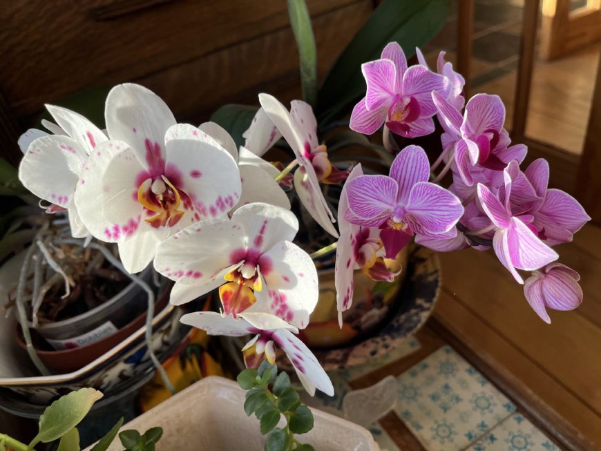 Liz Danby grows beautiful orchids in Avoch. Image: Liz Danby