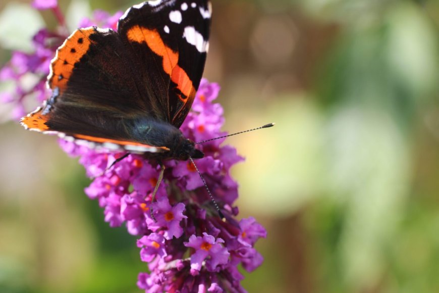Butterfly on a buddleia. Image: Edwin Bandeen