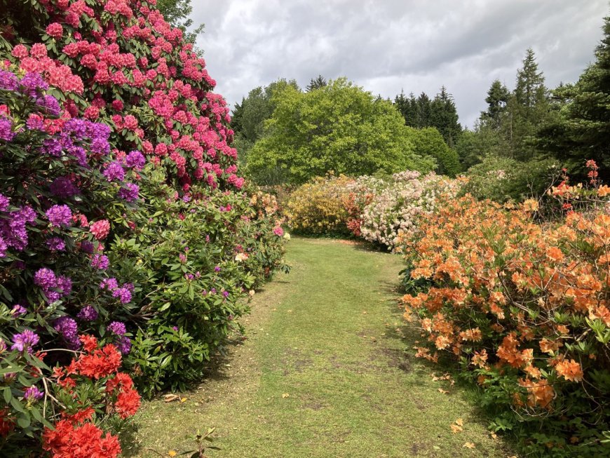 Azaleas and rhododendrons at Hazlehead Park. Image: Margaret Stone