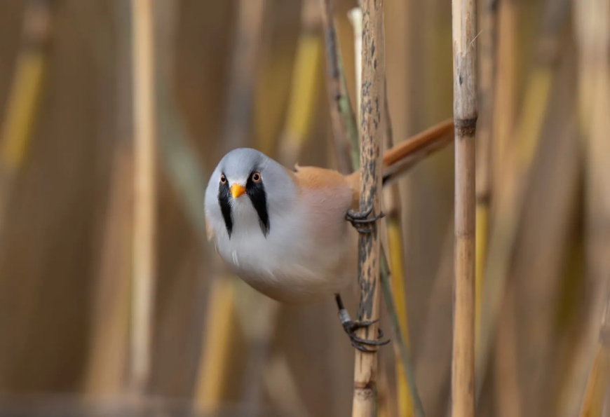 Debi Bell took this photo of a male bearded reedling in reeds in Perthshire