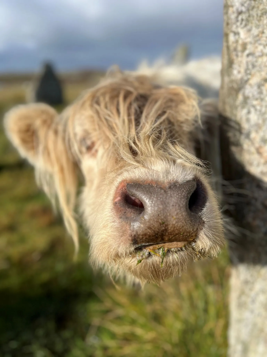 Karen Schmidtke took this photo of a curious Highland cow at the Calanish III stone circle
