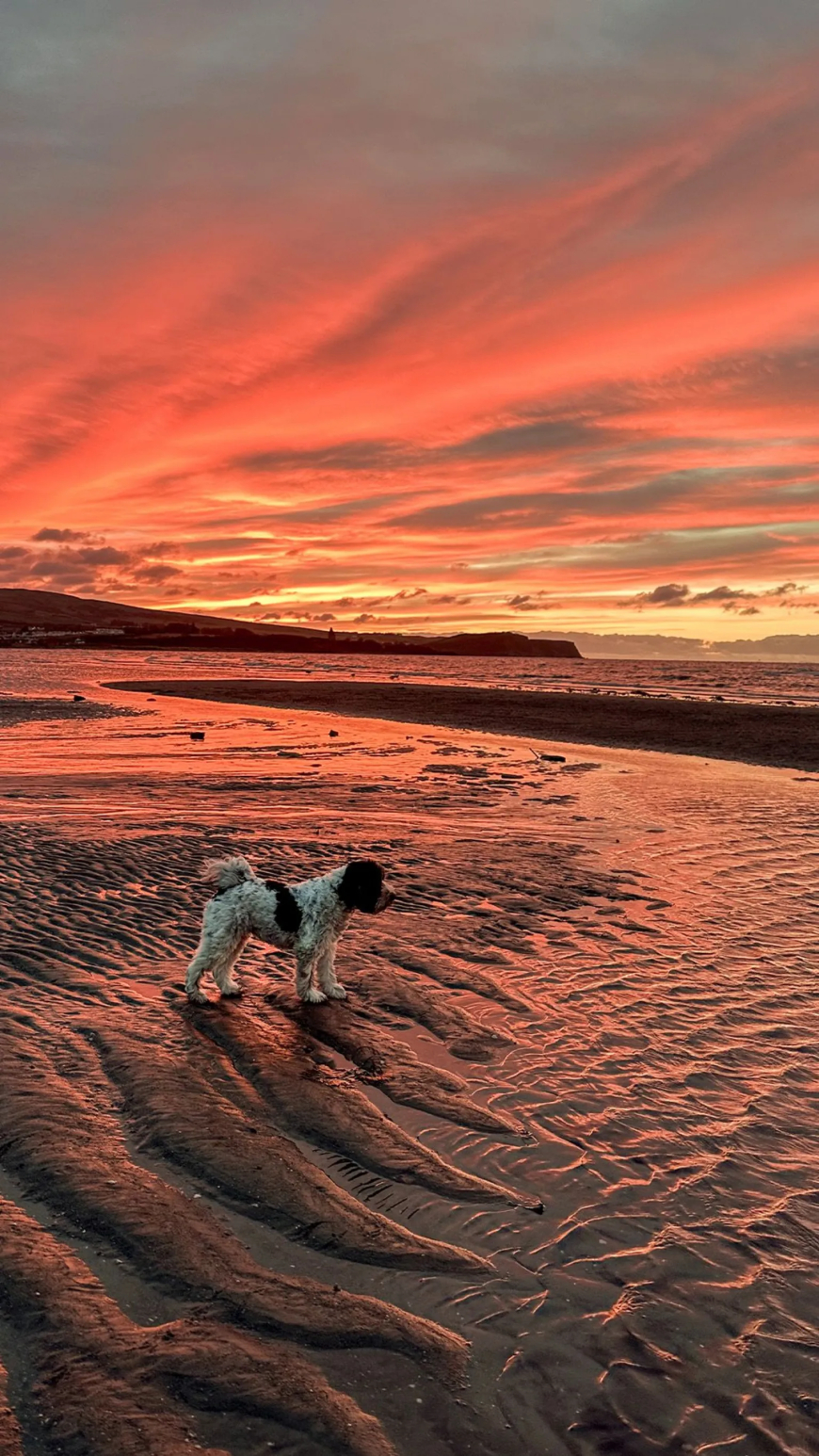 Alex Ulivi snapped this photo of Bonnie stopping to enjoy the sunset at Ayr beach.