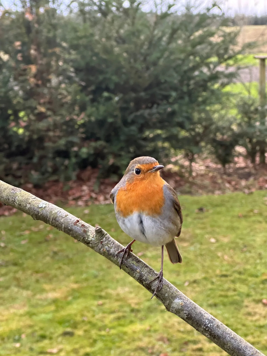 Clara Tywnholm aged 11 took this photo at the Japanese Garden in Cowden, near Dollar.