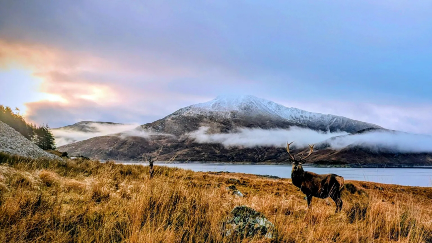 Grahame Hogg took this photo while on the way to climb Sgùrr a' Mhaoraich. The stags on the shores of Loch Quoich with the Gairich munro in the background. "A cold but beautiful November day," he said.