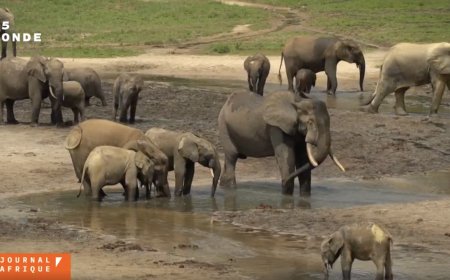 République Centrafricaine: la splendide aire protégée de Dzanga-Sangha