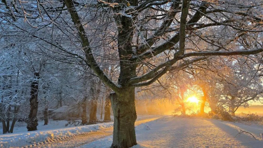 Gail Taylor captured the snow popping through the wintry trees while checking livestock around Haddo Estate in Methlick.
