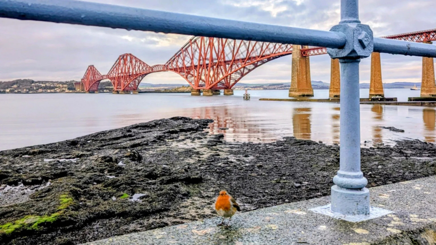 Suzanne McDowell took this photo of a curious little Robin in South Queensferry.
