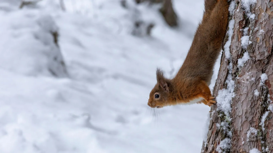 David Porter took this photo of a cunning red squirrel enjoying the snow on the Alvie Estate in Inverness.