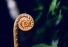 The Fibonacci sequence in nature