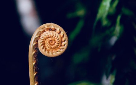 The Fibonacci sequence in nature