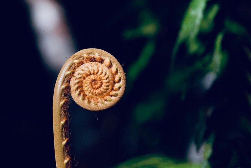 The Fibonacci sequence in nature