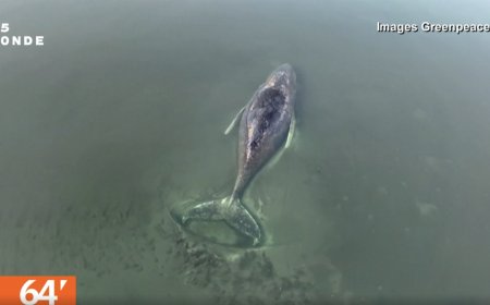 Allemagne: Timmy la baleine ne pourra pas être sauvée