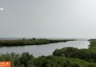 Sierra Leone: les huîtres de mangrove menacées par la déforestation