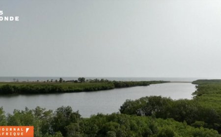 Sierra Leone: les huîtres de mangrove menacées par la déforestation
