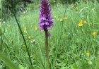 Northern marsh orchid