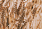 Egypt secures record wheat procurement from domestic farmers