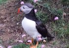 Atlantic puffin