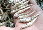 The benefits of ikan bilis (anchovies)