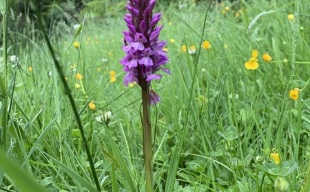 Northern marsh orchid