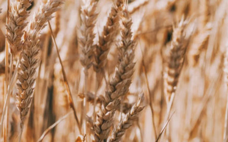 Egypt secures record wheat procurement from domestic farmers