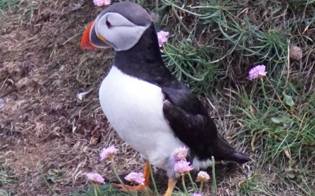 Atlantic puffin