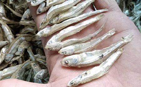 The benefits of ikan bilis (anchovies)